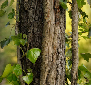 entorns Berguedà